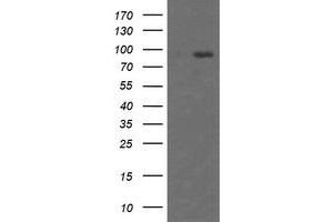 Image no. 2 for anti-Host Cell Factor C2 (HCFC2) antibody (ABIN1498602) (HCFC2 antibody)