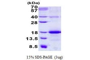 CLEC2B Protein (full length) (His tag)