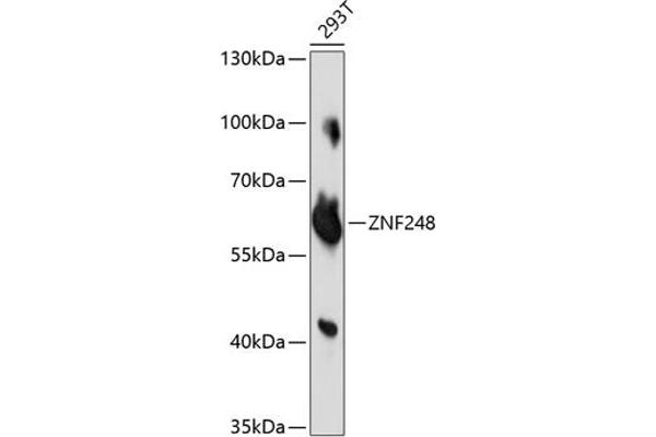 ZNF248 antibody  (AA 1-110)