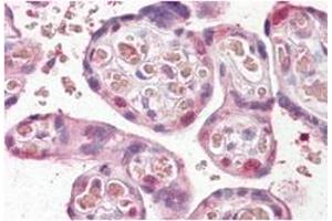 FANCE Antibody  staining of paraffin embedded Human Placenta at 3. (FANCE antibody  (Internal Region))