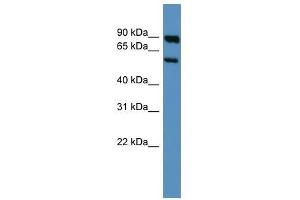 Western Blot showing Htr3a antibody used at a concentration of 1-2 ug/ml to detect its target protein.