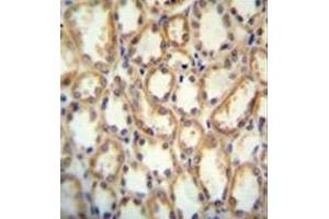 immunohistochemistry analysis in formalin fixed and paraffin embedded human kidney tissue reacted with KCNT2 / SLICK Antibody (C-term) followed by peroxidase conjugation of the secondary antibody and DAB staining. (KCNT2 antibody  (C-Term))