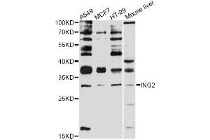 Western blot analysis of extracts of various cell lines, using ING2 antibody (ABIN5997990) at 1:3000 dilution. (ING2 antibody)