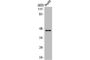 Western Blot analysis of HepG2 cells using MAGE-1 Polyclonal Antibody (MAGEA1 antibody  (C-Term))