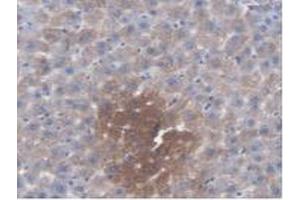 IHC-P analysis of Rat Liver Tissue, with DAB staining. (KMO antibody  (AA 1-282))
