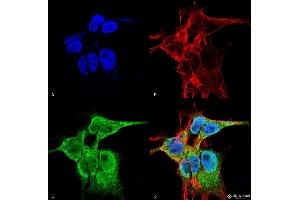 Immunocytochemistry/Immunofluorescence analysis using Mouse Anti-FGFA/FHFA (pan) Monoclonal Antibody, Clone S235-22 . (FGF13 antibody  (AA 2-18))