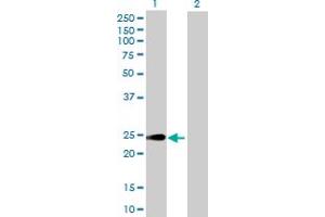 Western Blot analysis of HEBP1 expression in transfected 293T cell line by HEBP1 MaxPab polyclonal antibody.