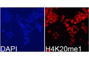 Immunofluorescence analysis of 293T cells using MonoMethyl-Histone H4-K20 antibody. (Histone H4 antibody  (meLys20))