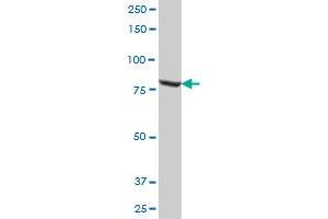 MUT MaxPab polyclonal antibody. (MUT antibody  (AA 1-750))
