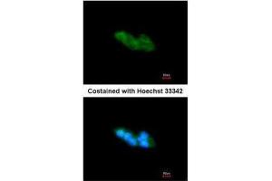 ICC/IF Image Immunofluorescence analysis of methanol-fixed HepG2, using ARMET, antibody at 1:200 dilution. (MANF antibody)