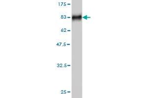 Western Blot detection against Immunogen (76. (MKNK1 antibody  (AA 1-465))