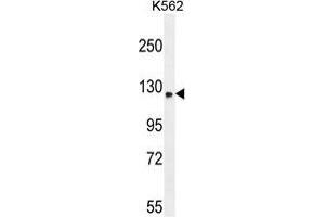TMCO7 Antibody (C-term) western blot analysis in K562 cell line lysates (35 µg/lane). (TANGO6/TMCO7 antibody  (C-Term))