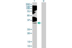 Western Blotting (WB) image for anti-Tumor Necrosis Factor Receptor Superfamily, Member 14 (TNFRSF14) (AA 1-283) antibody (ABIN522200)