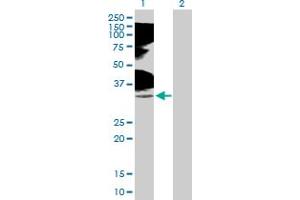 Western Blot analysis of TNFRSF14 expression in transfected 293T cell line by TNFRSF14 MaxPab polyclonal antibody.