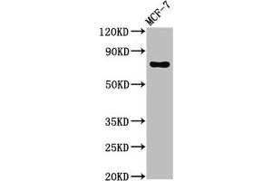 Western Blot Positive WB detected in: MCF-7 whole cell lysate All lanes: TUBGCP4 antibody at 3 μg/mL Secondary Goat polyclonal to rabbit IgG at 1/50000 dilution Predicted band size: 77 kDa Observed band size: 77 kDa (TUBGCP4 antibody  (AA 203-309))