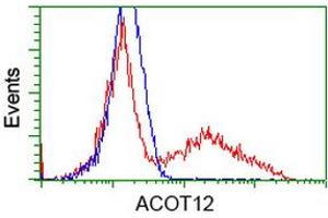 Image no. 2 for anti-Acyl-CoA Thioesterase 12 (ACOT12) antibody (ABIN1496416) (ACOT12 antibody)