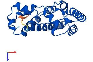 Ureidoimidazoline (2-Oxo-4-Hydroxy-4-Carboxy-5-) Decarboxylase (URAD) (AA 1-173) protein (His tag)