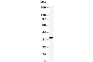 Western Blotting (WB) image for anti-Cyclin-Dependent Kinase 2 (CDK2) (AA 277-298) antibody (ABIN3030607)