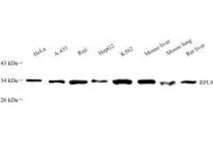Western blot analysis of RPL8 (ABIN7075442),at dilution of 1: 2000 (RPL8 antibody)