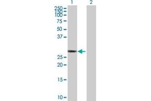 Western Blot analysis of RICTOR expression in transfected 293T cell line by RICTOR MaxPab polyclonal antibody. (RICTOR antibody  (AA 1-265))