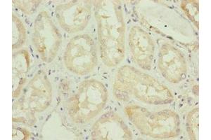 Immunohistochemistry of paraffin-embedded human kidney tissue using ABIN7163117 at dilution of 1:100