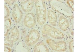 Immunohistochemistry of paraffin-embedded human kidney tissue using ABIN7163117 at dilution of 1:100 (TAM41 antibody  (AA 161-452))