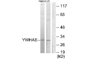 Western blot analysis of extracts from HepG2 cells and Jurkat cells, using 14-3-3 ε antibody. (YWHAE antibody)