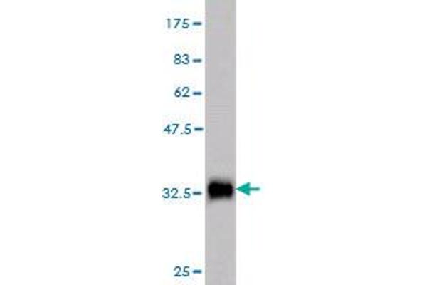 TKTL2 antibody  (AA 59-120)