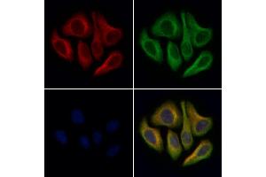 ABIN6261699 and ABIN6276913 staining Hela cells by IF/ICC.