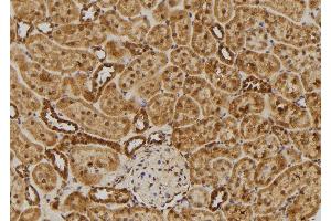 ABIN6275478 at 1/100 staining Rat kidney tissue by IHC-P. (RGS10 antibody  (Internal Region))