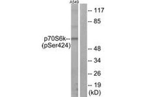 Western blot analysis of extracts from A549 cells treated with PMA 125ng/ML 30', using p70 S6 Kinase (Phospho-Ser424) Antibody. (RPS6KB1 antibody  (pSer447))