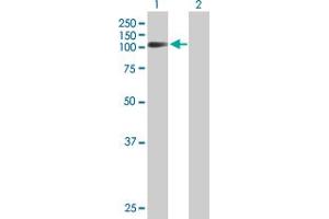 Western Blot analysis of FXR2 expression in transfected 293T cell line by FXR2 MaxPab polyclonal antibody. (FXR2 antibody  (AA 1-673))