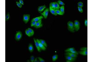 Immunofluorescence staining of HepG2 cells with ABIN7161426 at 1:200, counter-stained with DAPI. (NETO1 antibody  (AA 367-507))