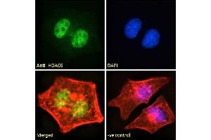 Immunofluorescence (IF) image for anti-Histone Deacetylase 6 (HDAC6) (C-Term) antibody (ABIN5539540)