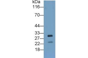 APOA5 antibody  (AA 167-335)