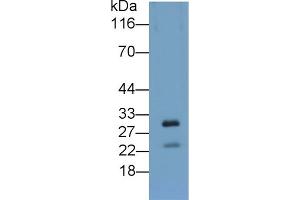 Detection of APOA5 in Cavia Liver lysate using Polyclonal Antibody to Apolipoprotein A5 (APOA5)
