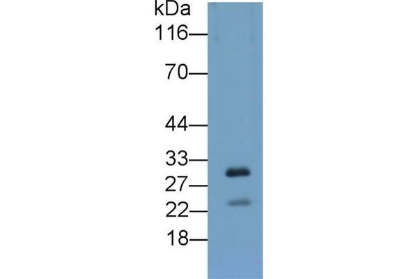 APOA5 antibody  (AA 167-335)