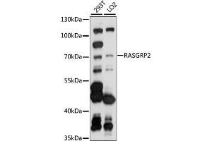 Western blot analysis of extracts of various cell lines, using R antibody (ABIN7269862) at 1:1000 dilution. (RASGRP2 antibody  (AA 1-200))