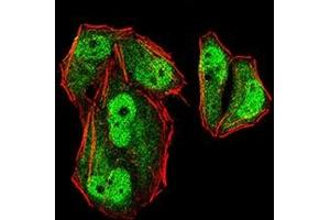 Immunofluorescence analysis of Hela cells using MLH1 mouse mAb (green). (MLH1 antibody  (AA 381-483))