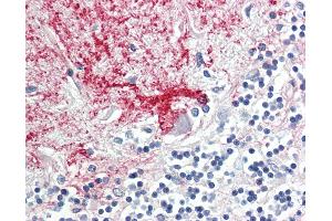 Anti-DAB1 antibody IHC staining of human brain, cerebellum. (DAB1 antibody  (AA 189-216))