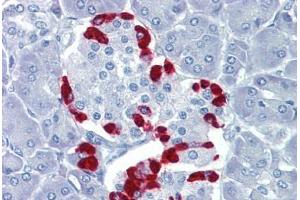 Human Pancreas (formalin-fixed, paraffin-embedded) stained with TEAD4 antibody ABIN462208 followed by biotinylated goat anti-rabbit IgG secondary antibody ABIN481713, alkaline phosphatase-streptavidin and chromogen. (TEAD4 antibody  (C-Term))