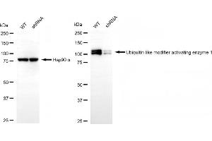 Western blotting analysis using ubiquitin like modifier activating enzyme 1 antibody (ABIN7800758). (Recombinant UBA1 antibody)