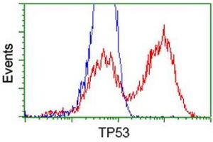 HEK293T cells transfected with either RC200003 overexpress plasmid (Red) or empty vector control plasmid (Blue) were immunostained by anti-TP53 antibody (ABIN2454666), and then analyzed by flow cytometry. (p53 antibody)