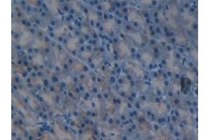 Detection of FIL1d in Mouse Pancreas Tissue using Polyclonal Antibody to Interleukin 1 Delta (FIL1d) (FIL1d antibody  (AA 1-156))
