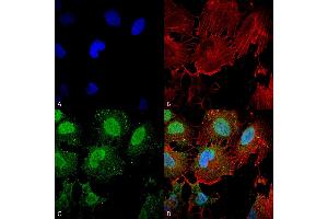 Immunocytochemistry/Immunofluorescence analysis using Mouse Anti-mGluR1/5 glutamate receptor Monoclonal Antibody, Clone S75-3 . (Metabotropic Glutamate Receptor 5 antibody  (AA 824-1203) (PerCP))