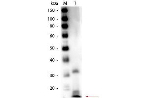 Western Blot of Rabbit anti-Ribonuclease A Antibody Biotin Conjugated. (RNASE1 antibody  (Biotin))