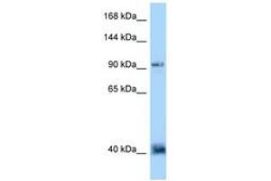Image no. 1 for anti-Dapper, Antagonist of beta-Catenin, Homolog 1 (DACT1) (AA 139-188) antibody (ABIN6748062) (DACT1 antibody  (AA 139-188))
