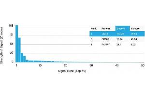 Analysis of Protein Array containing >19,000 full-length human proteins using CDX2 Mouse Monoclonal Antibody (CDX2/1690) Z- and S- Score: The Z-score represents the strength of a signal that a monoclonal antibody (MAb) (in combination with a fluorescently-tagged anti-IgG secondary antibody) produces when binding to a particular protein on the HuProtTM array.