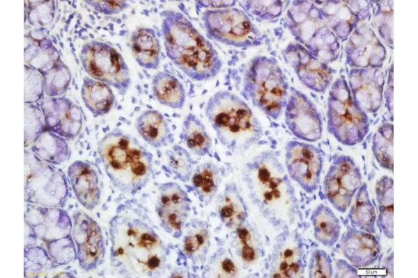 FCGBP antibody  (AA 431-530)