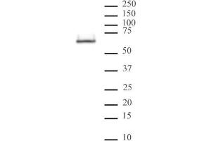 HDAC2 mAb (Clone 3F3) tested by Western blot. (HDAC2 antibody  (AA 473-488))